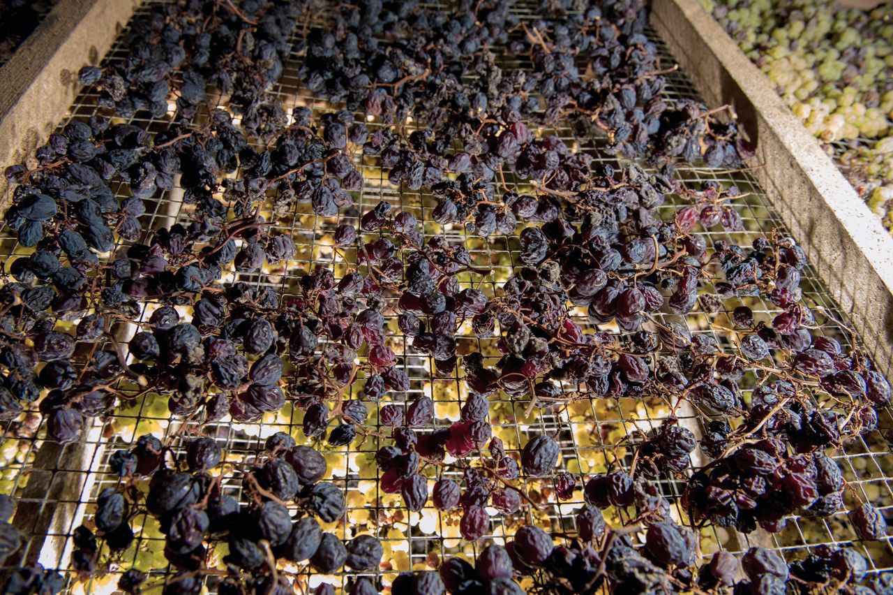 Vignoble Technique Vin de paille Mossu-0024